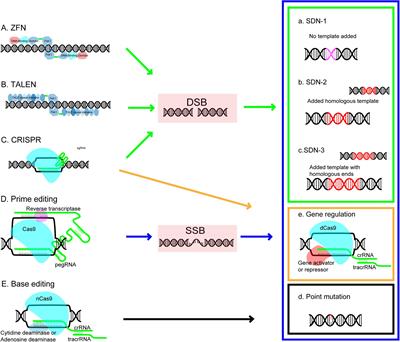 Progresses, Challenges, and Prospects of Genome Editing in Soybean (Glycine max)